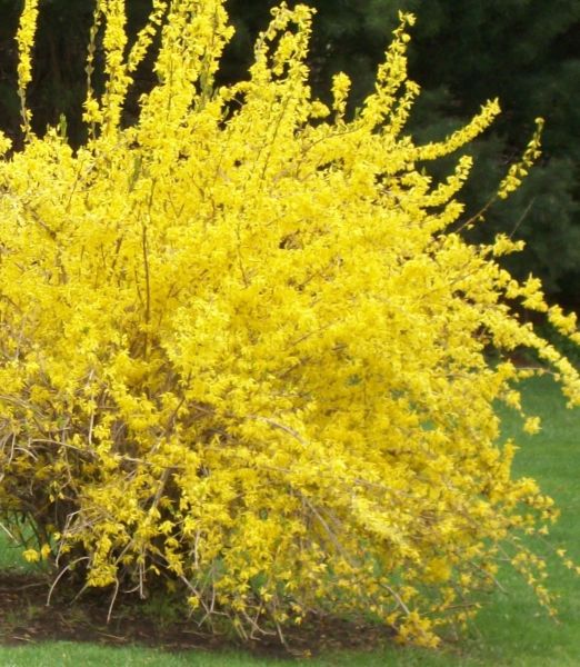 Forsythia intermedia 'Goldzauber' 